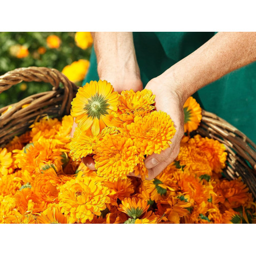 Crema Facial Caléndula 50 ml. Weleda