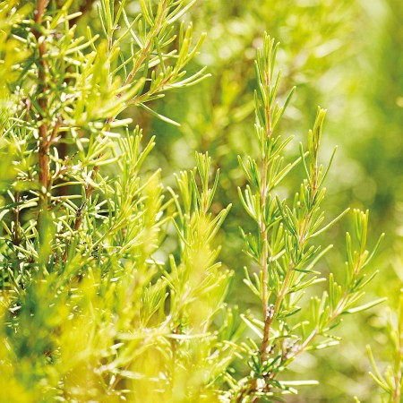 Loción capilar Revitalizante con Romero 100ml....