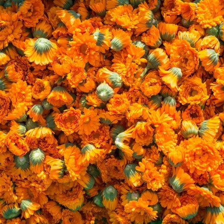 Pasta dentífrica Caléndula. Weleda