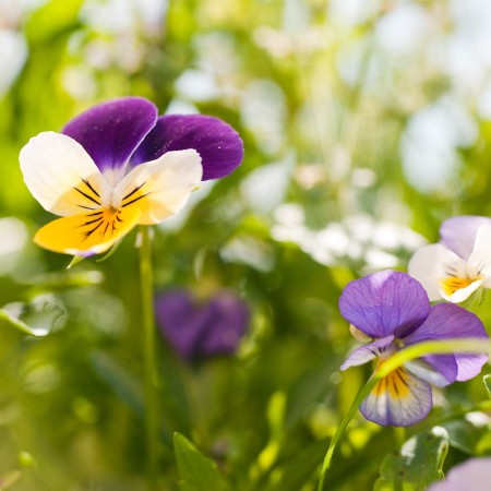 Skin Food Body Butter nutrición corporal...