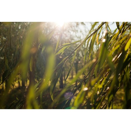 Tratamiento S.O.S Anti-imperfecciones 10ml. Weleda