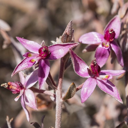 Enjuague bucal, agua dentífrica de Ratania...