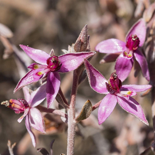 Enjuague bucal, agua dentífrica de Ratania (50ml). Weleda