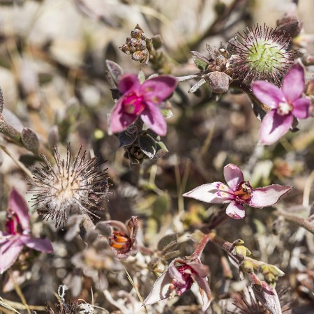 Enjuague bucal, agua dentífrica de Ratania...