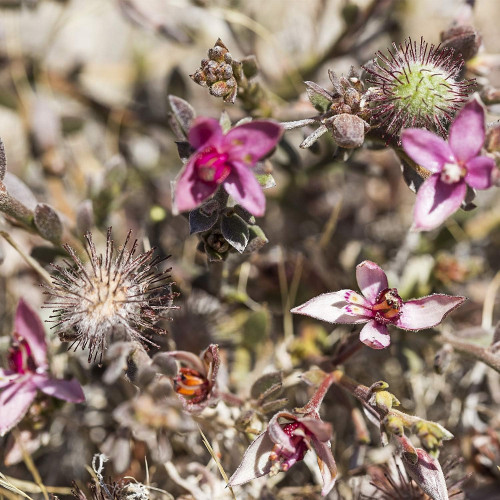 Enjuague bucal, agua dentífrica de Ratania (50ml). Weleda