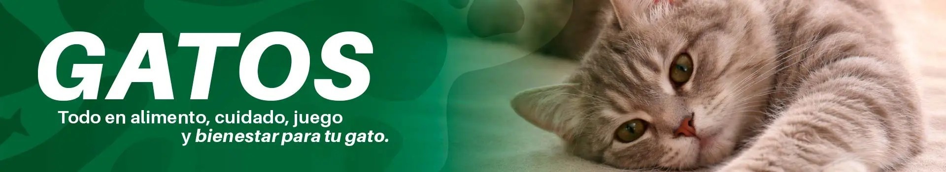 Gatos