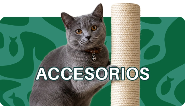 Accesorios gatos